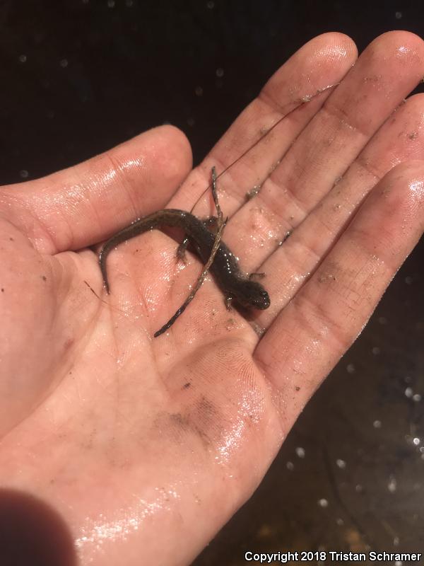 Apalachicola Dusky Salamander (Desmognathus apalachicolae)