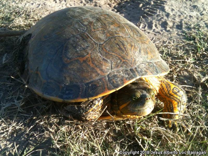 Ornate Slider (Trachemys ornata)