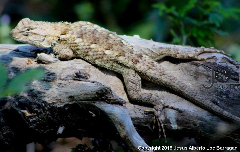 Southern Clark's Spiny Lizard (Sceloporus clarkii boulengeri)