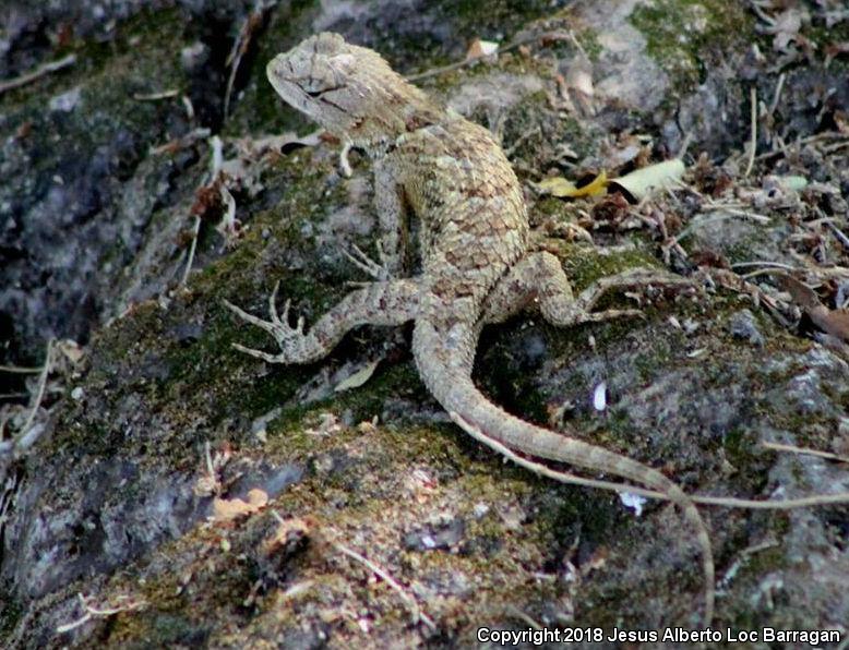 Southern Black-nosed Lizard (Sceloporus melanorhinus melanorhinus)