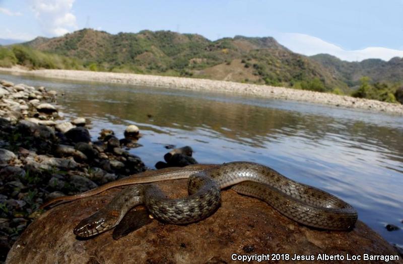 Pacific Gartersnake (Thamnophis validus validus)