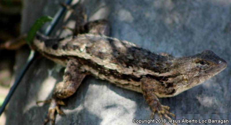 Rough Lizard (Sceloporus horridus)