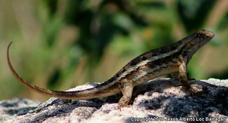 Rough Lizard (Sceloporus horridus)