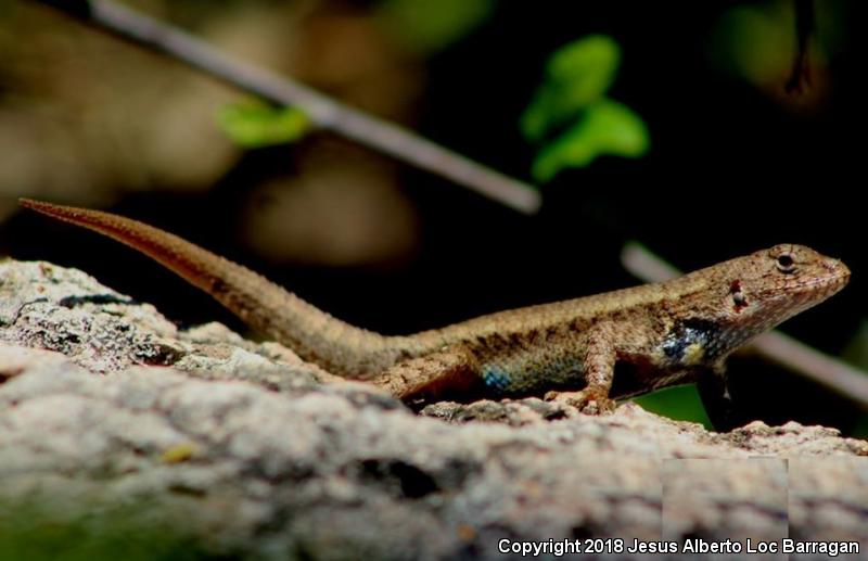 Southern Nelson's Spiny Lizard (Sceloporus nelsoni nelsoni)