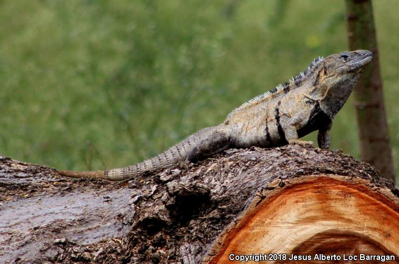 Mexican Spiny-tailed Iguana (Ctenosaura pectinata)