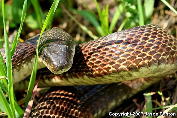 Black Ratsnake (Pantherophis obsoletus obsoletus)