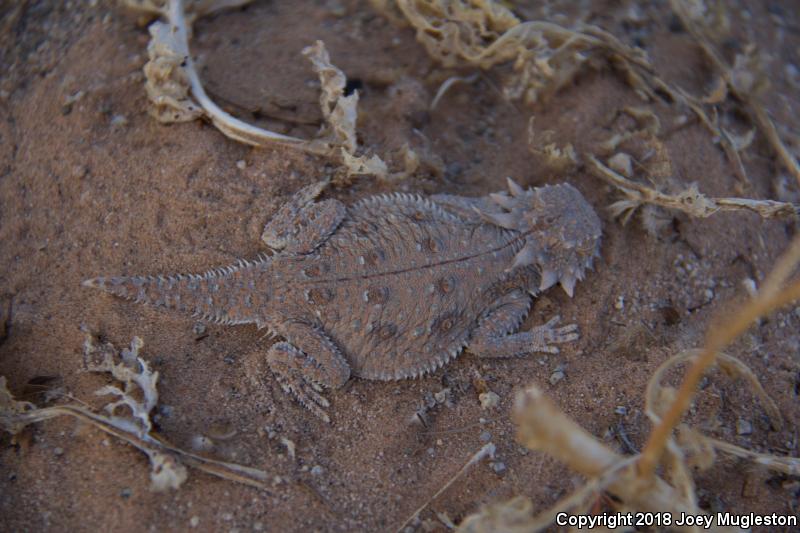 Flat-tailed Horned Lizard (Phrynosoma mcallii)