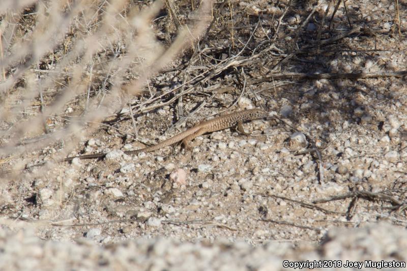 Southern Whiptail (Aspidoscelis tigris punctilinealis)