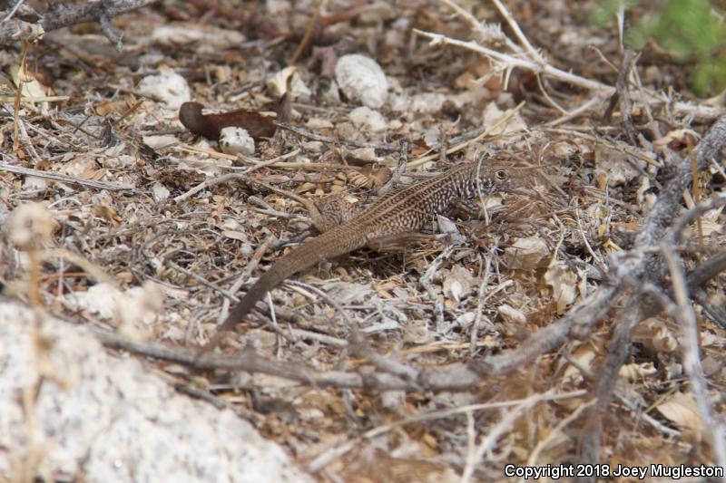 Southern Whiptail (Aspidoscelis tigris punctilinealis)