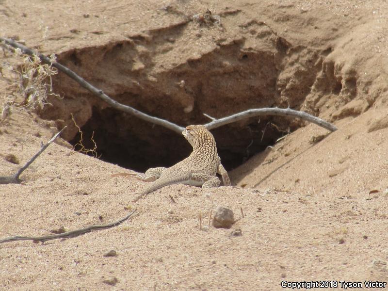 Yuman Fringe-toed Lizard (Uma rufopunctata)