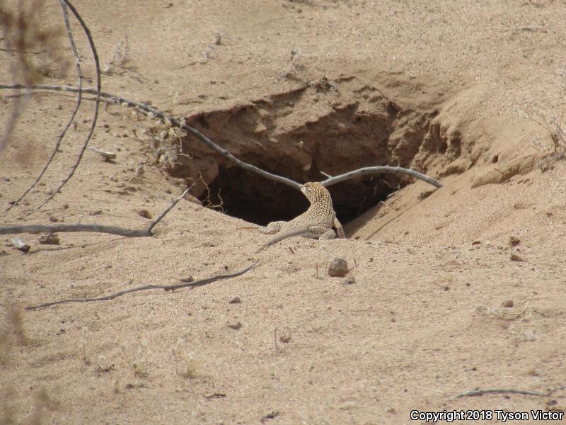 Yuman Fringe-toed Lizard (Uma rufopunctata)