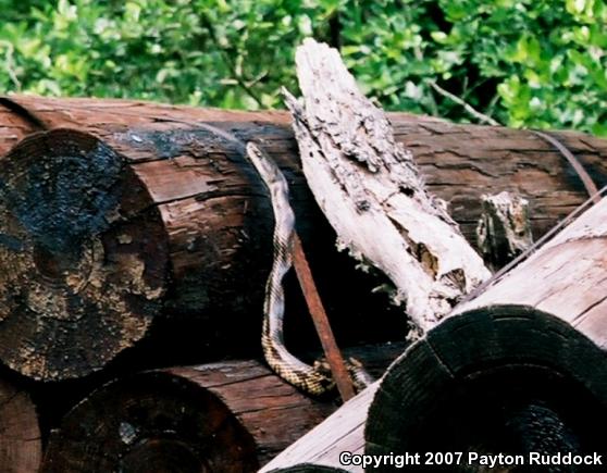 Texas Ratsnake (Pantherophis obsoletus lindheimeri)