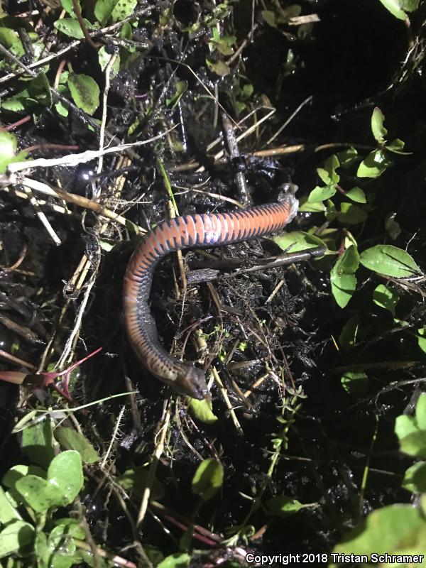 North Florida Swampsnake (Seminatrix pygaea pygaea)