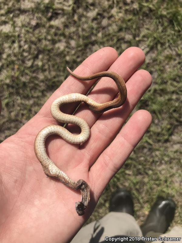 Florida Brownsnake (Storeria victa)