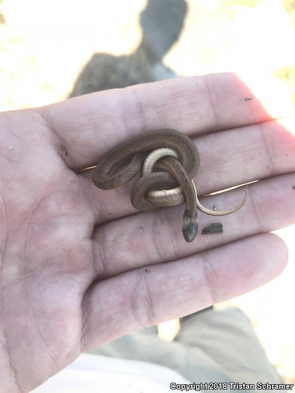 Florida Brownsnake (Storeria victa)