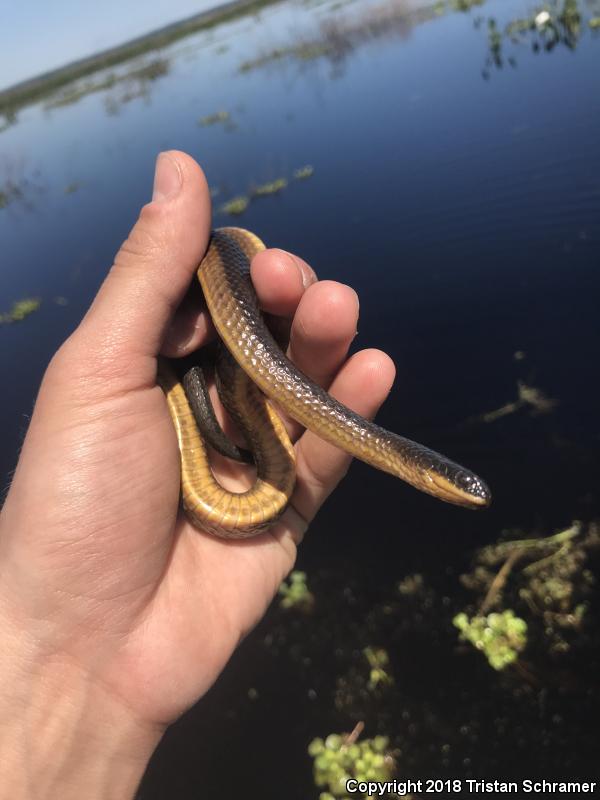 Striped Crayfish Snake (Regina alleni)