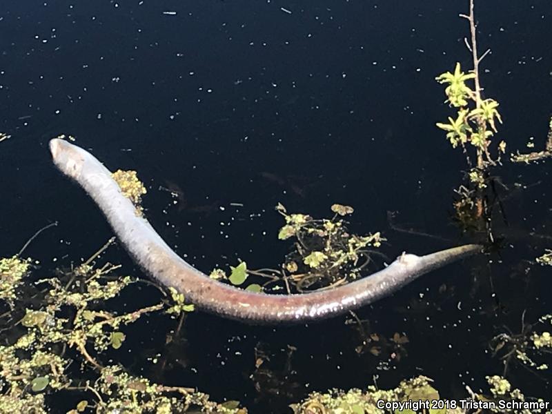 Two-toed Amphiuma (Amphiuma means)