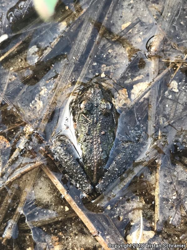 Southern Cricket Frog (Acris gryllus)