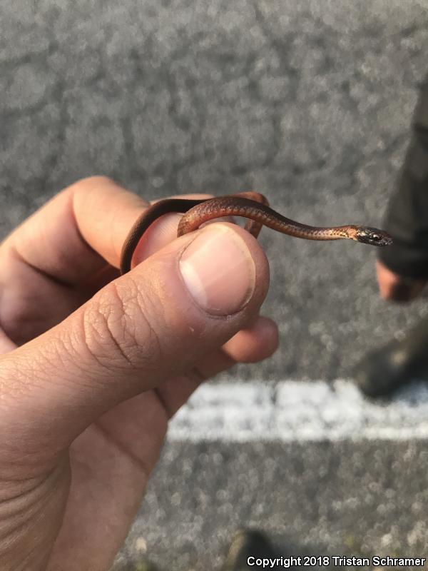 Florida Red-bellied Snake (Storeria occipitomaculata obscura)