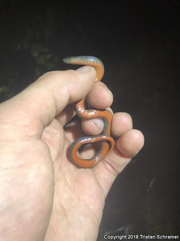 North Florida Swampsnake (Seminatrix pygaea pygaea)