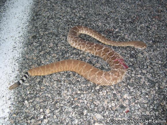 Red Diamond Rattlesnake (Crotalus ruber ruber)