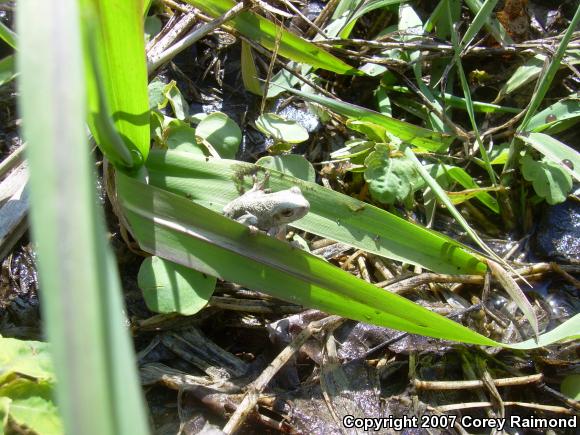 Gray Treefrog (Hyla versicolor)