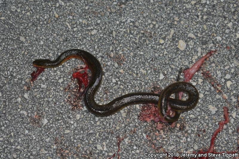 Glossy Crayfish Snake (Regina rigida)