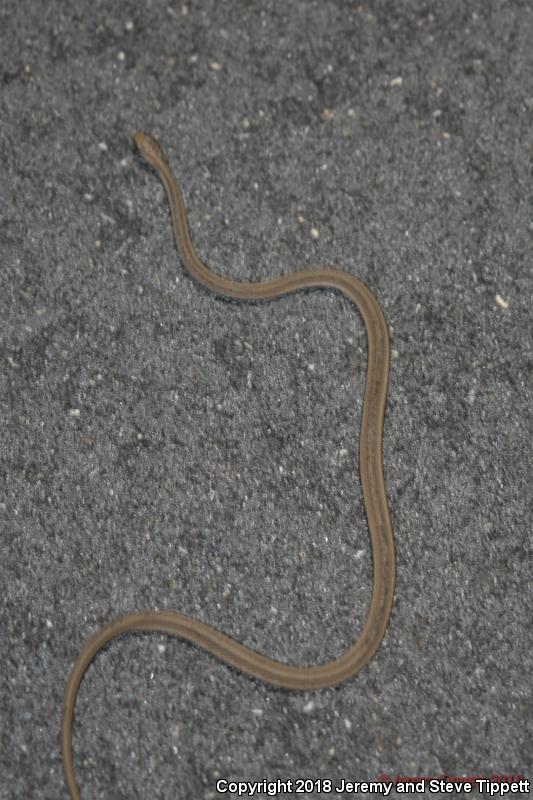 Florida Brownsnake (Storeria victa)