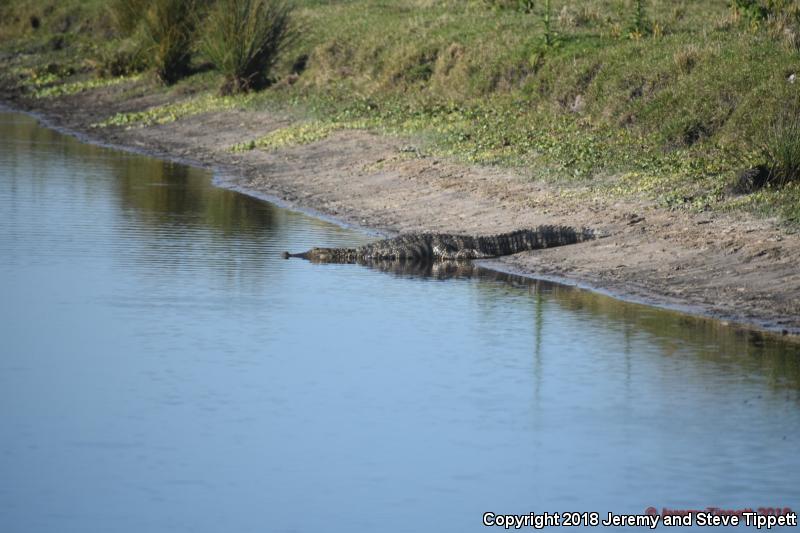 American Crocodile (Crocodylus acutus)