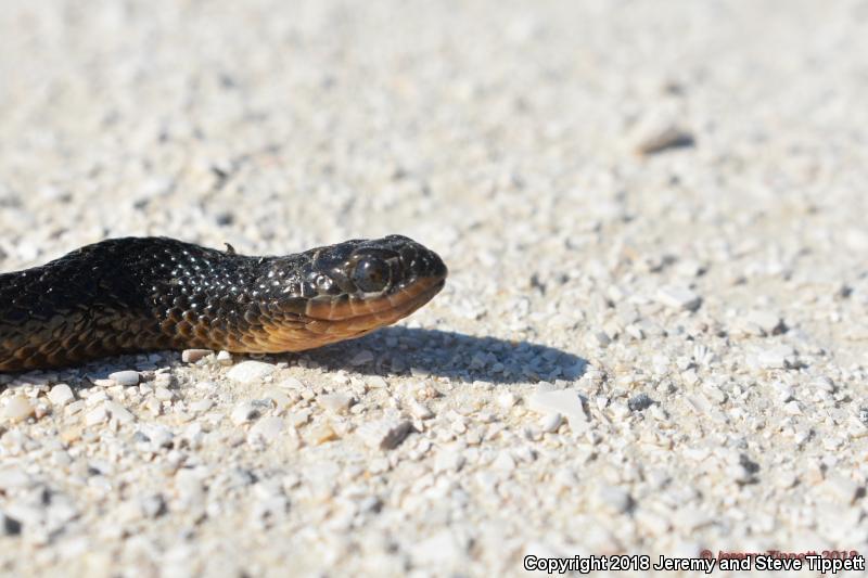 Glossy Crayfish Snake (Regina rigida rigida)