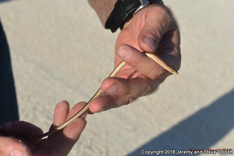 Slender Glass Lizard (Ophisaurus attenuatus)