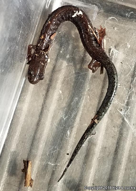 Valley And Ridge Salamander (Plethodon hoffmani)