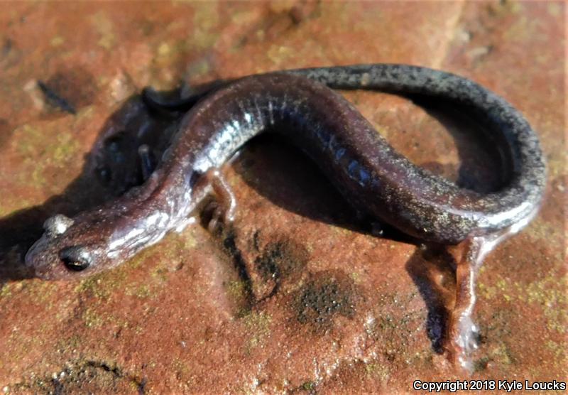 Valley And Ridge Salamander (Plethodon hoffmani)