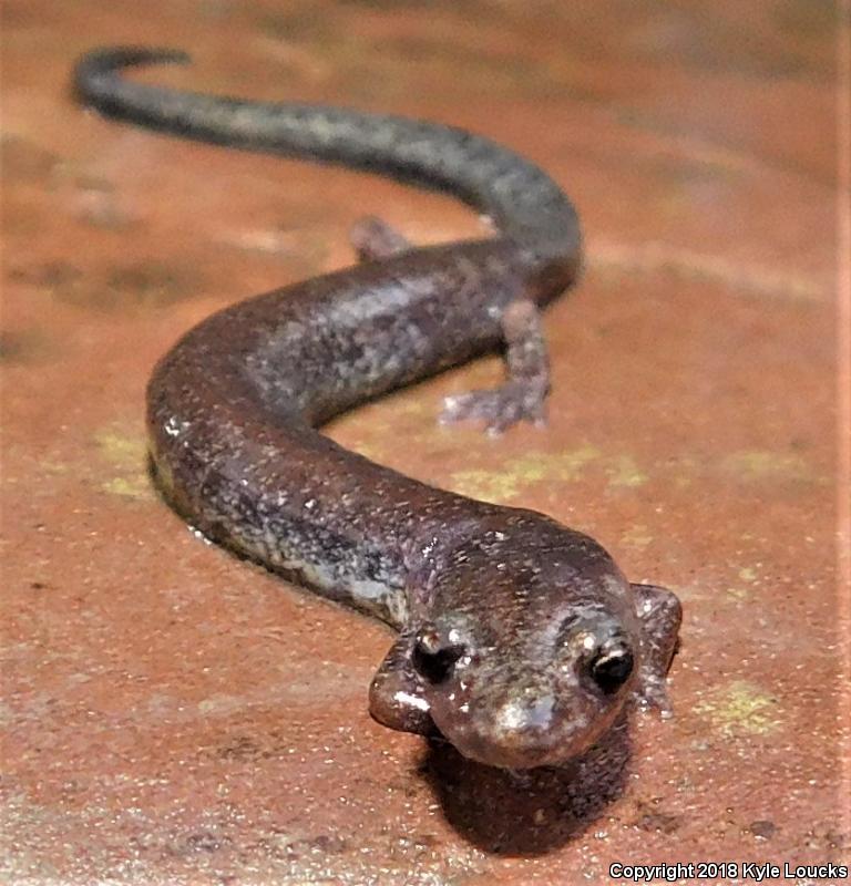 Valley And Ridge Salamander (Plethodon hoffmani)