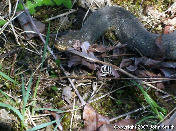 Northern Watersnake (Nerodia sipedon sipedon)