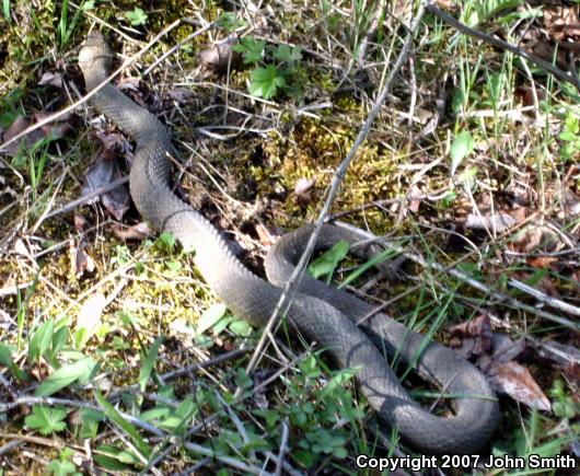 Northern Watersnake (Nerodia sipedon sipedon)