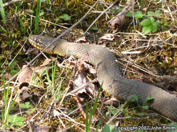 Northern Watersnake (Nerodia sipedon sipedon)