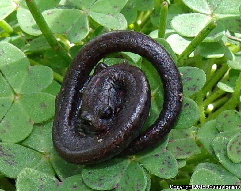 Black-bellied Slender Salamander (Batrachoseps nigriventris)