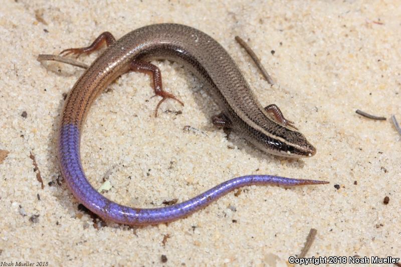 Peninsula Mole Skink (Plestiodon egregius onocrepis)