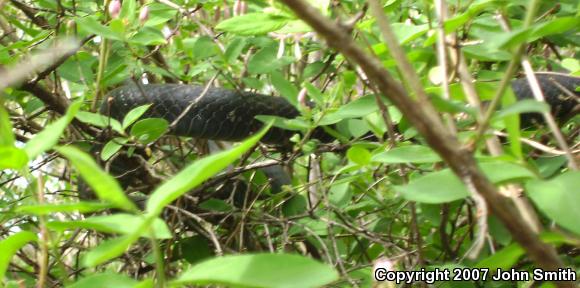 Northern  Black Racer (Coluber constrictor constrictor)