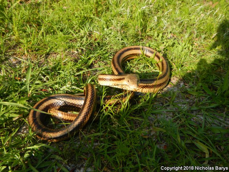 Yellow Ratsnake (Pantherophis obsoletus quadrivittatus)