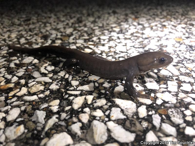 Jefferson Salamander (Ambystoma jeffersonianum)