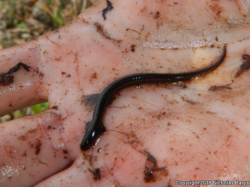 Southern Dwarf Siren (Pseudobranchus axanthus)