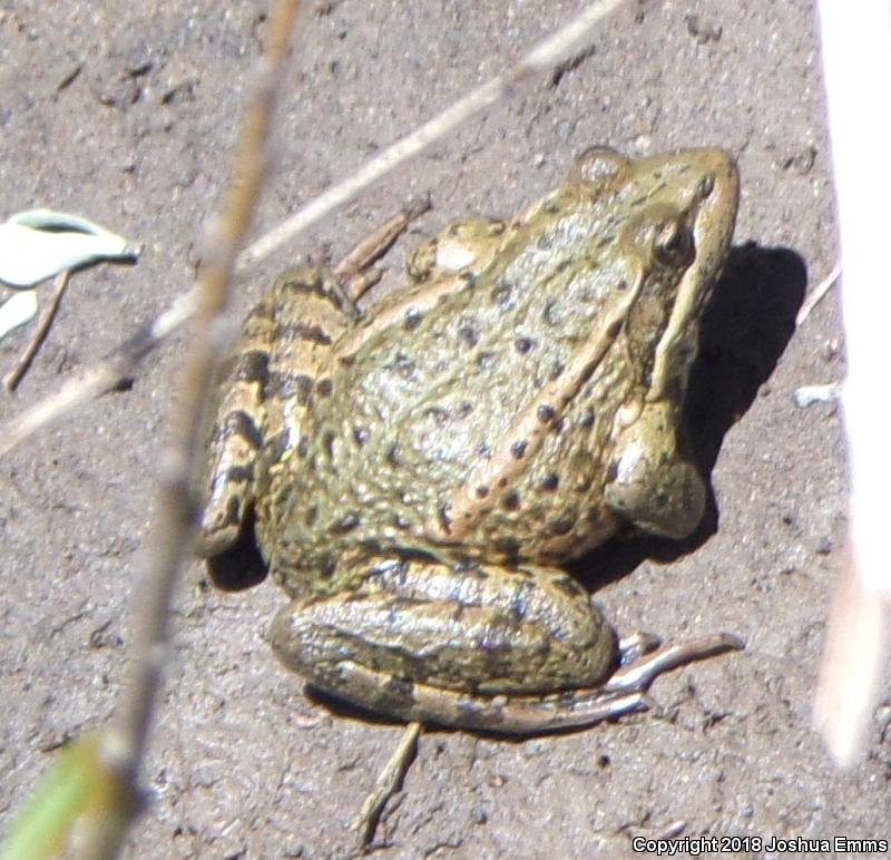 California Red-legged Frog (Rana draytonii)