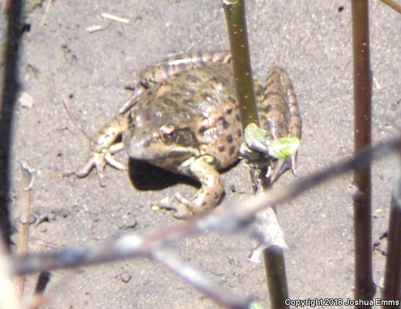 California Red-legged Frog (Rana draytonii)