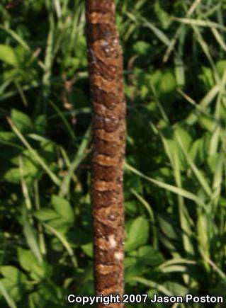 Eastern Milksnake (Lampropeltis triangulum triangulum)