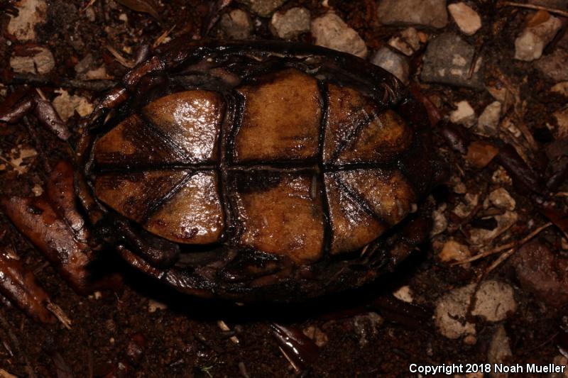 Eastern Mud Turtle (Kinosternon subrubrum subrubrum)