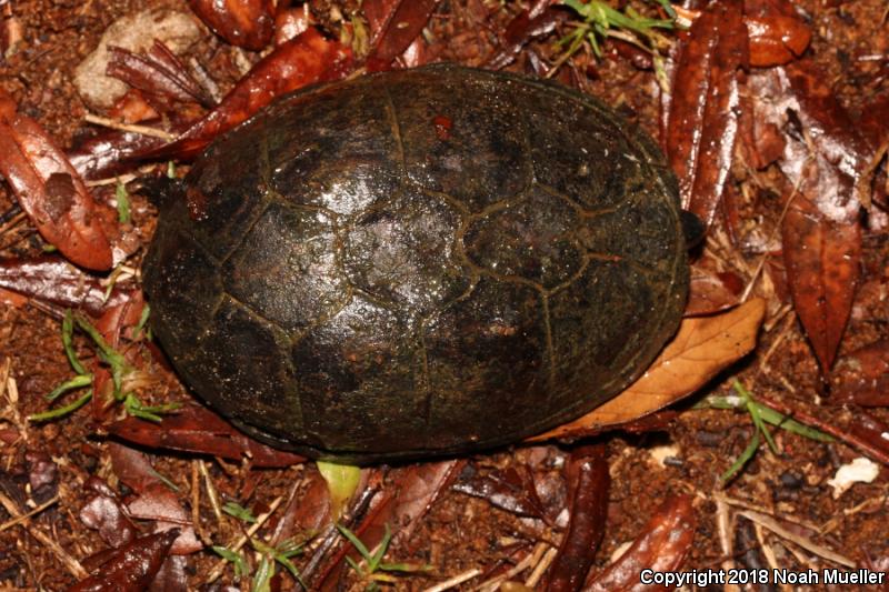 Eastern Mud Turtle (Kinosternon subrubrum subrubrum)