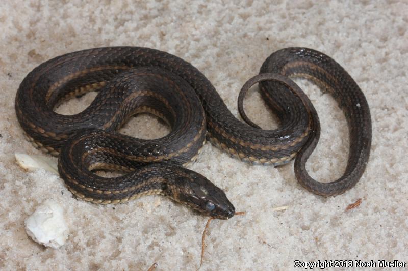 Gulf Saltmarsh Snake (Nerodia clarkii clarkii)