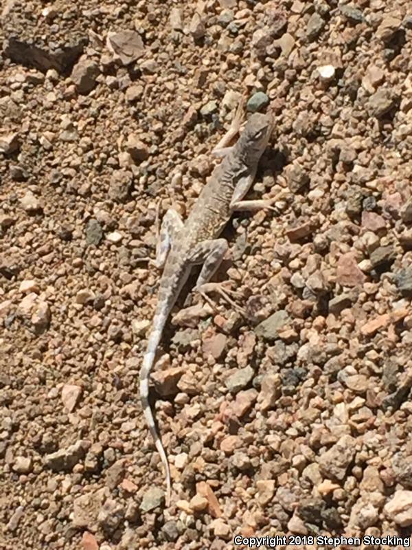 Northern Zebra-tailed Lizard (Callisaurus draconoides myurus)